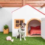 La casa a prueba de perros: Cómo crear un espacio seguro y divertido para tu mascota