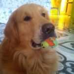 Cuidado de Animales en Madrid