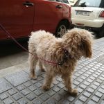 El Perro Andaluz