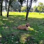 Parque para perros Simón Bolívar