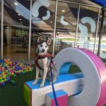 Adiestramiento para perros | Colegio canino | Escuela Canina Colombiana