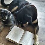 Asociación Española de Perros de Apoyo