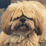 Debby Services: El hogar de los amantes de los perros
