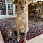 Educador de Perros