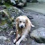 Happy Dogs Aigle: El Paraíso de los Perros en Suiza