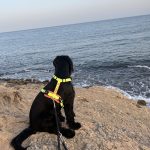NOBLECAN Adiestramiento Canino