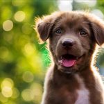 South Seattle Veterinary Hospital